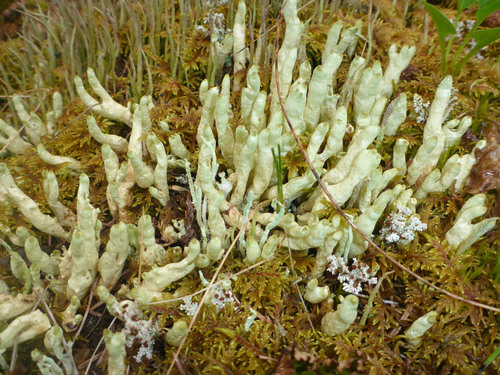 Arctic Butterfingers Lichen