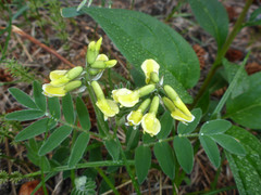 Astragalus umbellatus