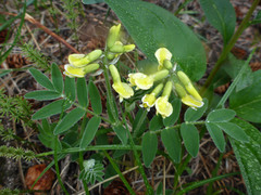 Astragalus umbellatus