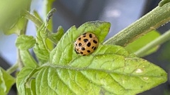 Harmonia axyridis