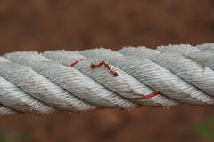 Oecophylla smaragdina