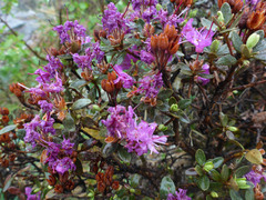 Rhododendron lapponicum
