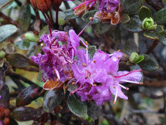 Rhododendron lapponicum