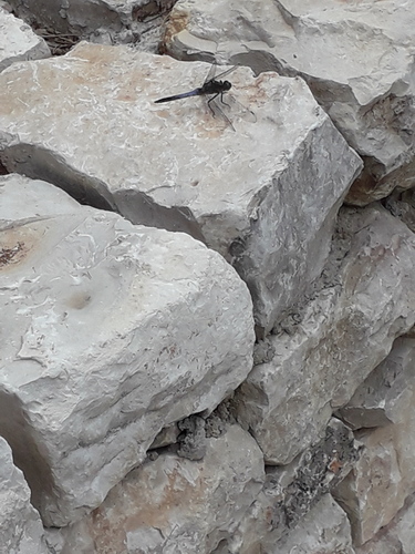 Vážka rybničná (Orthetrum cancellatum)