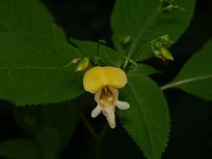 Impatiens edgeworthii