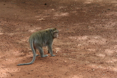 Macaca fascicularis
