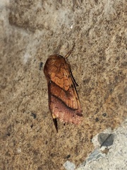Pyrrhia exprimens