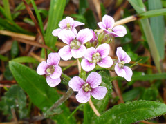 Cardamine purpurea