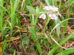 Cardamine purpurea