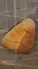 Nadata