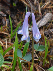 Corydalis pauciflora