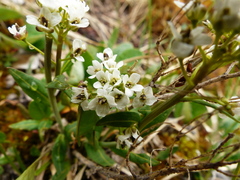 Eutrema edwardsii