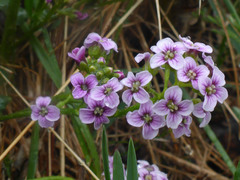 Cardamine purpurea