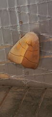 Nadata