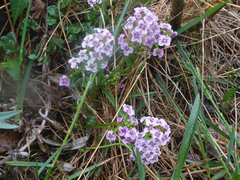 Cardamine purpurea