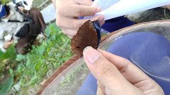 Elymnias hypermnestra