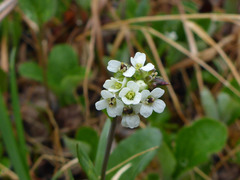 Eutrema edwardsii