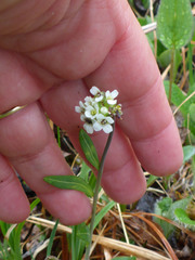 Eutrema edwardsii