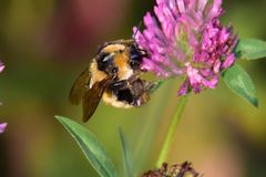 Bombus distinguendus