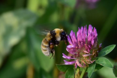 Great Yellow Bumble Bee