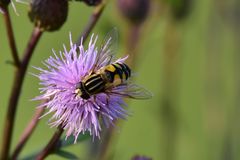 Helophilus trivittatus