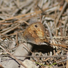 Paramacera xicaque xicaque
