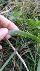 Oecophylla smaragdina