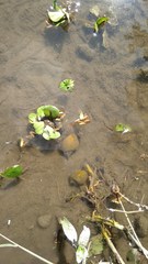 Pomacea canaliculata