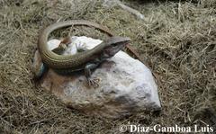 Aspidoscelis angusticeps angusticeps