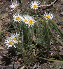 Erigeron concinnus