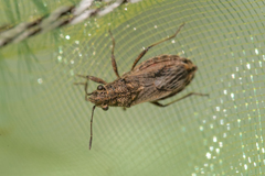 Ortholomus punctipennis