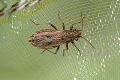 Ortholomus punctipennis
