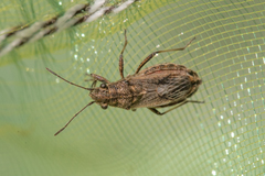 Ortholomus punctipennis