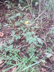 Geum urbanum