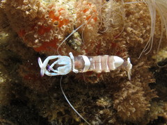 Ancylomenes magnificus