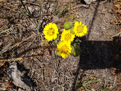 Deinandra corymbosa