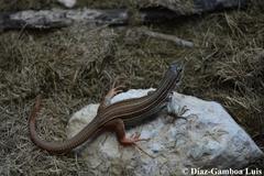 Aspidoscelis angusticeps angusticeps