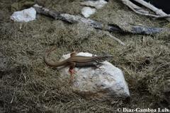 Aspidoscelis angusticeps angusticeps