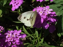 Pieris