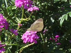 Pieris