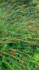 Juncus inflexus