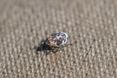 Ceutorhynchini