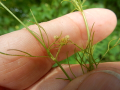 Spermolepis divaricata