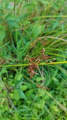 Juncus inflexus