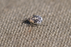 Ceutorhynchini