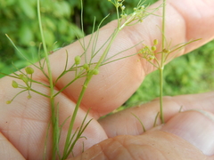 Spermolepis divaricata