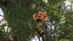 Trichocentrum lindenii