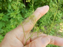 Spermolepis divaricata