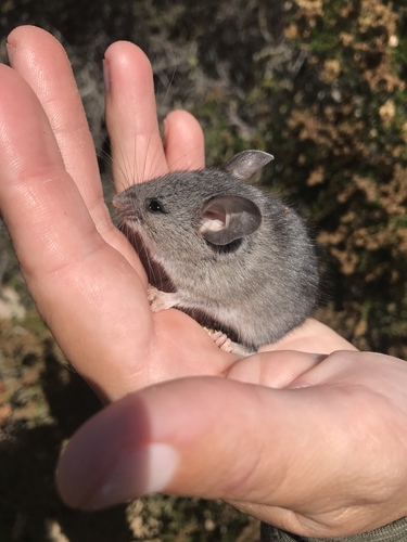 Peromyscus californicus