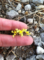 Sedum nuttallii